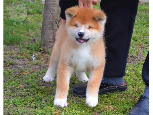 PoulaTo: Akita Inu κουτάβια